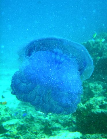 45- Une enorme et belle meduse 